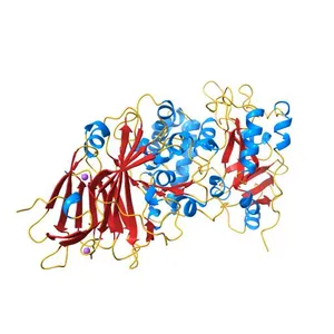 Pseudomonas Aeruginosa Exotoxin A, wild type