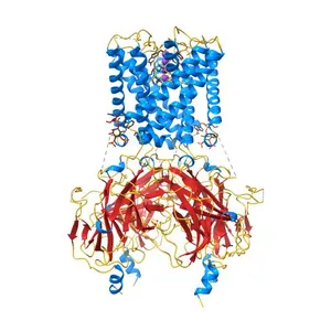 Crystal structure of the G protein-gated inward rectifier K+ channel GIRK2 (Kir3.2) R201A mutant in complex with PIP2