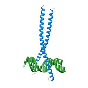 Crystal structure of C/EBPBETA BZIP homodimer bound to a high affinity DNA fragment