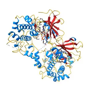 X-ray structure of the human mitogen-activated protein kinase kinase 2 (MEK2)in a complex with ligand and MgATP