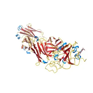 Molecular basis for a potent human neutralizing antibody targeting SARS-CoV-2 RBD