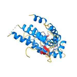 Crystal structure of human androgen receptor ligand binding domain in complex with dihydrotestosterone