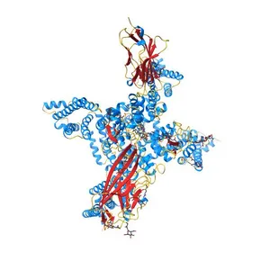 Structure of human voltage-gated sodium channel Nav1.7 in complex with auxiliary beta subunits, ProTx-II and tetrodotoxin (Y1755 up)