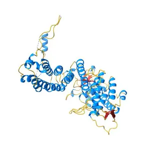 Crystal Structure of Human Menin
