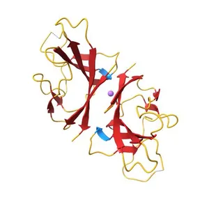 Structure of SARS-CoV-2 ORF8 accessory protein