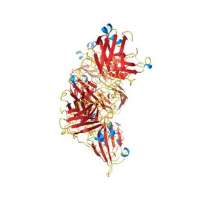 Complex of SARS-CoV-2 receptor binding domain with the Fab fragments of two neutralizing antibodies