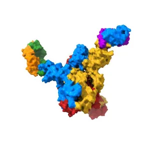 S protein of SARS-CoV-2 in complex bound with 4A8