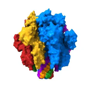Crystal Structure of the Vibrio cholerae Cytolysin (HlyA) Heptameric Pore