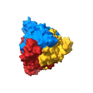 Structure of the prefusion SARS-CoV-2 spike glycoprotein