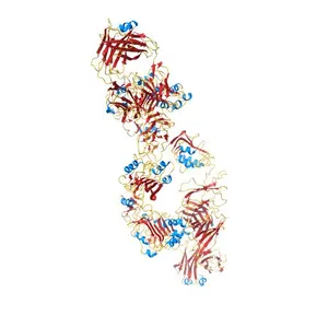 Insulin A chain, Insulin B chain, MONOCLONAL ANTIBODY FAB 83-14 - HEAVY CHAIN, MONOCLONAL ANTIBODY FAB 83-14 - LIGHT CHAIN, Insulin receptor subunit alpha (E.C.2.7.10.1)