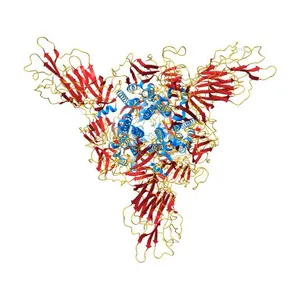 Furin Cleaved Spike Protein of SARS-CoV-2 in Intermediate Conformation