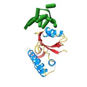 RfaH from Escherichia coli in complex with ops DNA