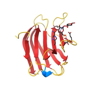 Crystal structure of Human galectin-3 CRD in complex with lactose (pH 7.5, PEG6000)