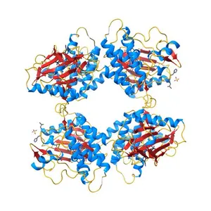 KIT kinase domain mutant D816H in complex with sunitinib