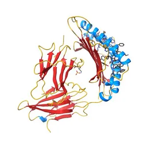 Human Leukocyte Antigen A02 presenting ILAKFLHTL