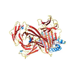 COMPLEX OF THE HUMAN MHC CLASS I GLYCOPROTEIN HLA-A2 AND THE T CELL CORECEPTOR CD8