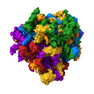 Structures of yeast 80S ribosome-tRNA complexes in the rotated and non-rotated conformations (Class I - non-rotated ribosome with 2 tRNAs)