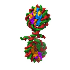 355 bp di-nucleosome harboring cohesive DNA termini