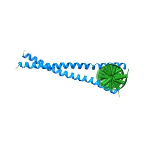 TWO HUMAN C-FOS:C-JUN:DNA COMPLEXES