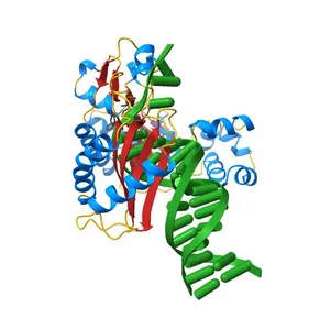 structure of Polymerase-DNA complex, dna
