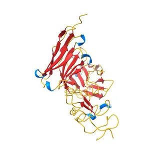 Potent and Selective Antitumor Antibody Targeting a Membrane-Proximal Epitope of ROR2