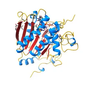 Crystal structure of alpha-1,3 Galactosyltransferase (C-terminus truncated mutant-C3) in complex with UDP and Tris