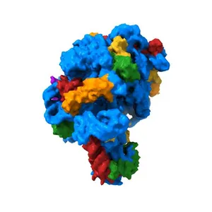 Fully Refined Crystal Structure of the Haloarcula marismortui Large Ribosomal Subunit at 2.4 Angstrom Resolution