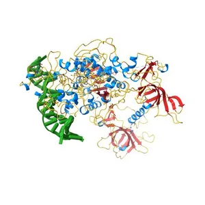 Crystal structure of human DNMT1(646-1600) in complex with DNA