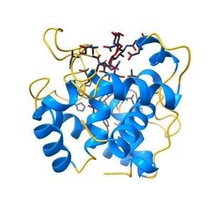 The crystal structure of g-type lysozyme from Atlantic cod (Gadus morhua L.) in complex with NAG oligomers sheds new light on substrate binding and the catalytic mechanism. Structure with NAG to 1.7