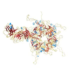 2-fold subparticles refinement of human papillomavirus type 58 pseudovirus in complexed with the Fab fragment of A4B4