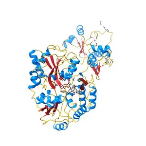 Crystal structure of full-length HPV31 E6 oncoprotein in complex with LXXLL peptide of ubiquitin ligase E6AP