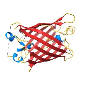 Truncated strand 10-less green fluorescent protein