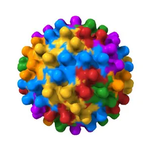 WT Hepatitis B core protein capsid