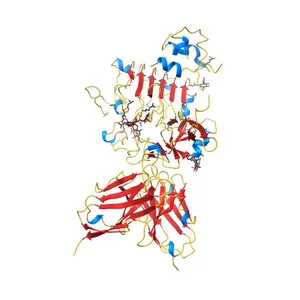 Insulin in complex with Site 1 of the human insulin receptor