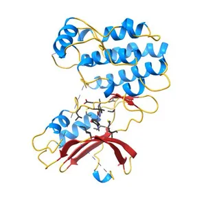 Structure of human RIPK1 kinase domain in complex with compound 11