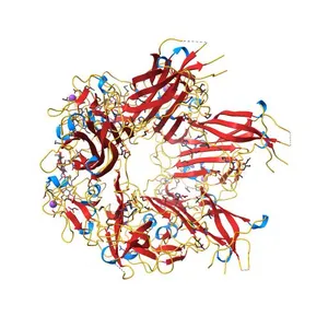 JC Polyomavirus genotype 3 VP1 in complex with LSTc pentasaccharide
