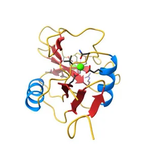 Human Mincle in complex with citrate