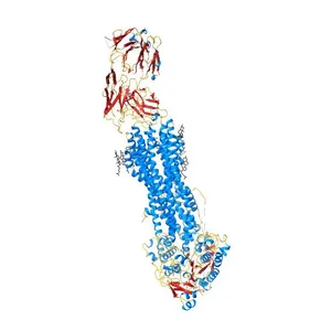 Nanodisc reconstituted, drug-free human ABCB1 in complex with MRK16 Fab