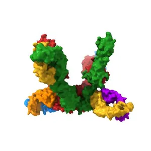 Structure of the human insulin receptor ectodomain, IRDeltabeta construct, in complex with four Fab molecules
