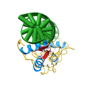 STRUCTURE OF THE PROGESTERONE RECEPTOR-DNA COMPLEX
