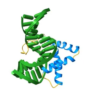 LEF1 HMG DOMAIN (FROM MOUSE), COMPLEXED WITH DNA (15BP), NMR, 12 STRUCTURES