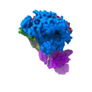 Negative stain EM structure of the human SAGA coactivator complex (TRRAP, core, splicing module)
