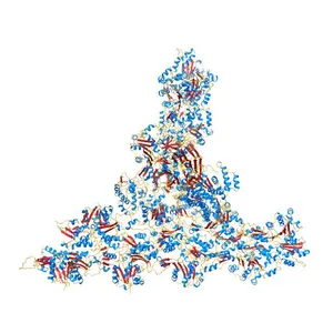 Model of the actin filament Arp2/3 complex branch junction in cells