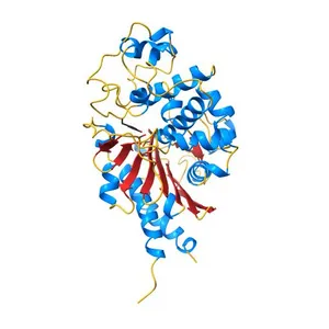 Crystal structure of native AmpC beta-lactamase from Pseudomonas aeruginosa PAO1