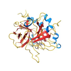 THE REFINED 1.9 ANGSTROMS CRYSTAL STRUCTURE OF HUMAN ALPHA-THROMBIN: INTERACTION WITH D-PHE-PRO-ARG CHLOROMETHYLKETONE AND SIGNIFICANCE OF THE TYR-PRO-PRO-TRP INSERTION SEGMENT