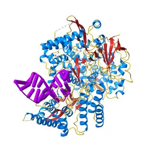 Structure of elongating SARS-CoV-2 RNA-dependent RNA polymerase with Remdesivir at position -3 (structure 1)