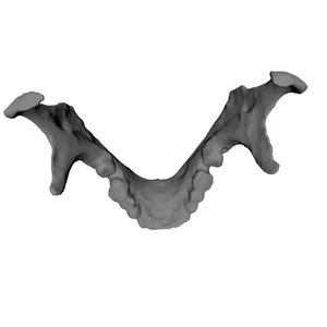 Mandible_Human Skeleton