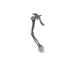 Upper Right Extremity_HUman Skeleton