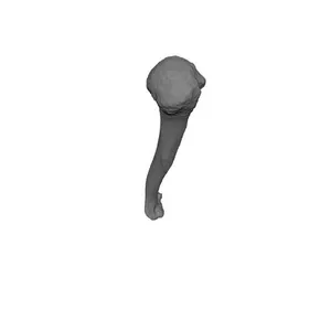 Humerous_Human Skeleton