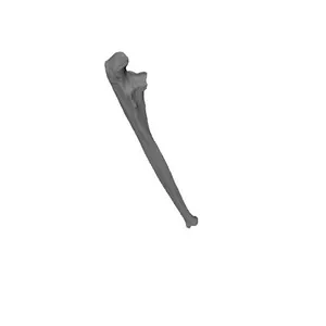 Ulna_Human Skeleton
